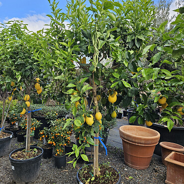 CITRUS LIMON - veľký strom cca 200cm