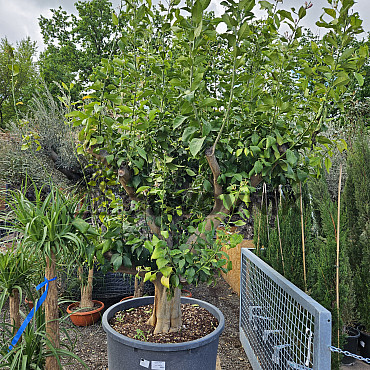 CITRUS LIMON - veľký strom cca 260cm
