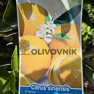 CITRUS SINENSIS / NARJANJO - POMARANČ