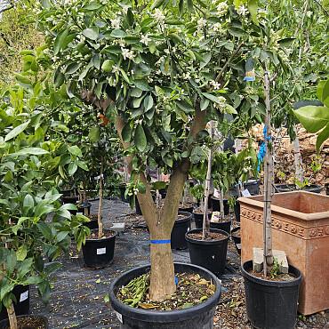 CITRUS SINENSIS / NARJANJO - POMARANČ