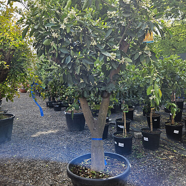 CITRUS SINENSIS / NARJANJO - POMARANČ