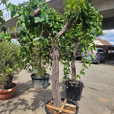 Vinič - Vitis vinifera - alta 90 / výška 240cm