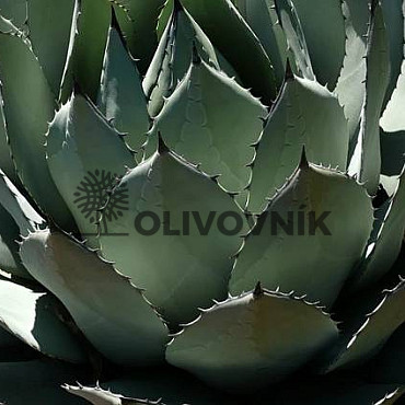 Agáve 10/15Lt - C25 Mix druhov