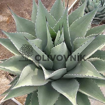 Agáve 10/15Lt - C25 Mix druhov