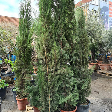 Cyprus vždyzelený - Cupressus Sempervirens Stricta - Totem