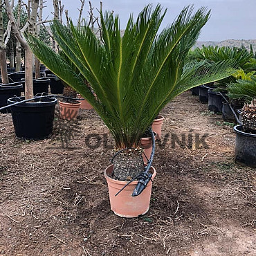 CYCAS REVOLUTA - Cykas revoluta