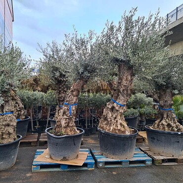 Olivovník Európsky - BONSAI - TOP CENA