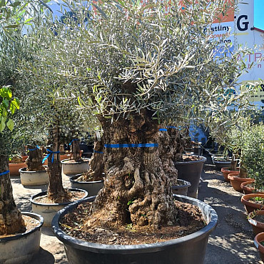 Olivovník Európsky - BONSAI - TOP CENA