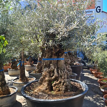 Olivovník Európsky - BONSAI - TOP CENA