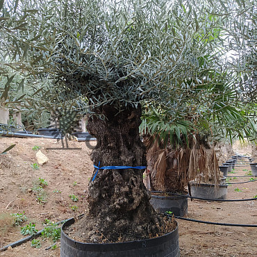 Olivovník Európsky - BONSAI - TOP CENA