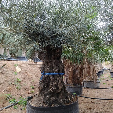 Olivovník Európsky - BONSAI - TOP CENA