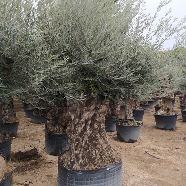 Olivovník Európsky - BONSAI - TOP CENA