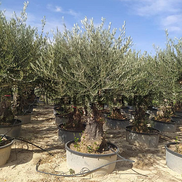 Olivovník Európsky - Bonsai 70/90 old skin flat pot