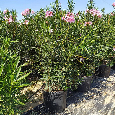 Oleander Nerium - kríkový - 140/150cm