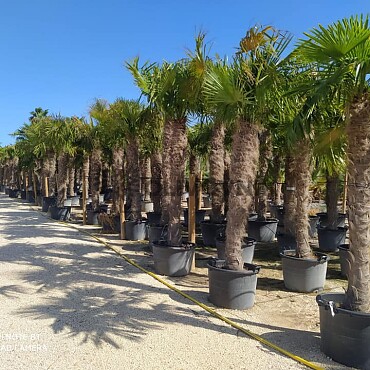 Trachycarpus Fortunei - výška kmeňa 560cm + koruna, mrazuodolná do -17C