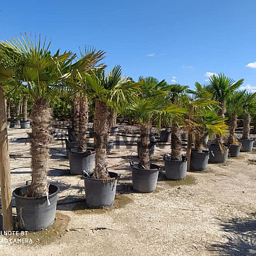 Trachycarpus Fortunei - mrazuvzdorná palma (-17C) / TOP CENA