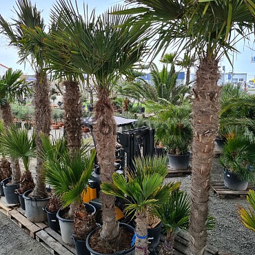 Trachycarpus Fortunei - výška kmeňa 580cm + koruna, mrazuodolná do -17C