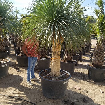 Yucca Rostrata EXTRA DOUBLE - 130cm kmeň Y