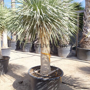 Yucca Rostrata EXTRA DOUBLE - 130cm kmeň Y