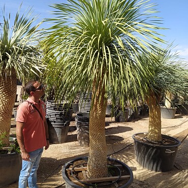 Yucca Rostrata EXTRA - 100cm extra