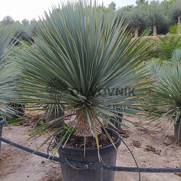 Yucca Rostrata 10/20, 20/30, 30/40