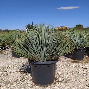 Yucca Rostrata 5lt,10lt,15lt, 25lt, 35lt