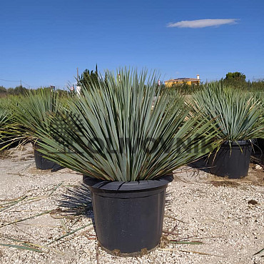 Yucca Rostrata 10lt,15lt, 20lt