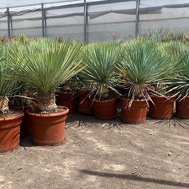 Yucca Rostrata 10/20, 20/30, 30/40