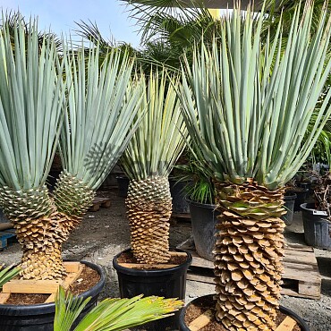 Yucca Rigida 30cm kmeň, mrazuvzodrná do -15C