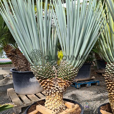 Yucca Rigida 30cm kmeň, mrazuvzodrná do -15C