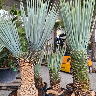 Yucca Rigida 30cm kmeň, mrazuvzodrná do -15C