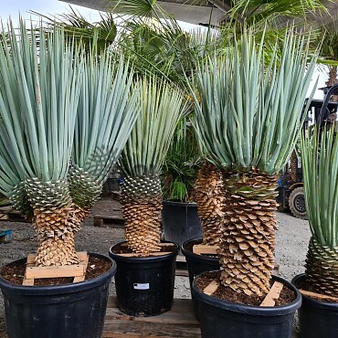 Yucca Rigida 30cm kmeň, mrazuvzodrná do -15C