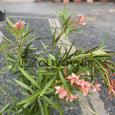 Oleander Nerium - kríkový - 120cm