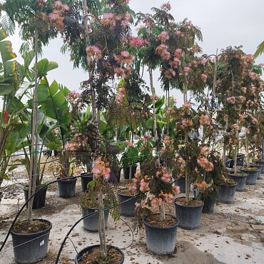 Albizia Julibrissin - Albizia ružová 25/30lt