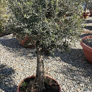 Olivovník Európsky - Bonsai Bowl T50