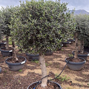 2026 REZERVACE - Olivovník Evropský - Bonsai Deco pot