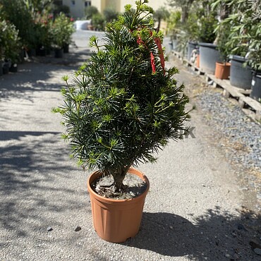 SCIADOPITYS VERTICILLATA " Beauty Green" - Pajehličník /110cm