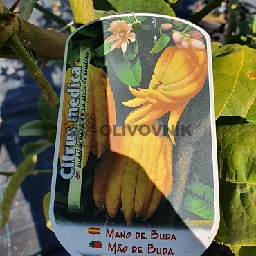Citrus Budhova ruka - veľkosť 120 - 140cm
