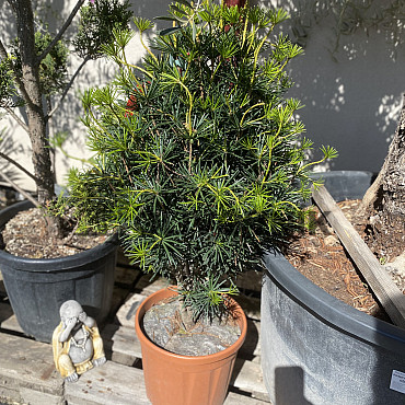 SCIADOPITYS VERTICILLATA &quot; Beauty Green&quot; - Pajehličník /110cm