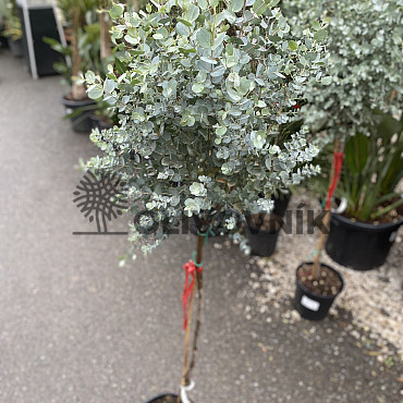 EUCALYPTUS GUNNII - na kmienku /170cm