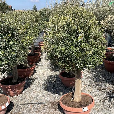 Olivovník Európsky - Bonsai Bowl T50