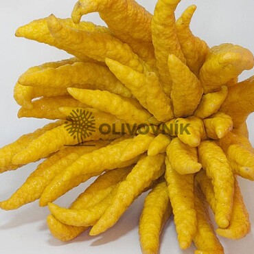 Citrus Budhova ruka - veľkosť 120 - 140cm