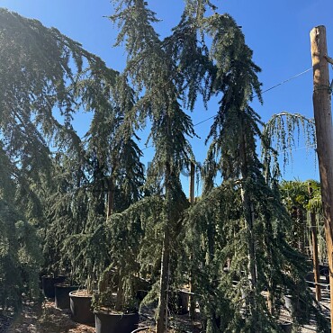 2026 Rezervace / Cedr - CEDRUS ATLANTICA "Glauca Pendula"