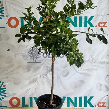 2026 Rezervace / Citrusy mix 15Lt / výška 140/160cm