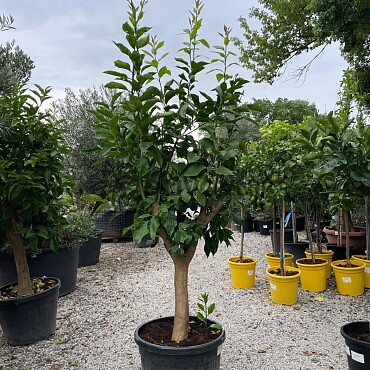 CITRUS LIMON / 50-70LT / obvod kmeňa 20-30cm / výška 200-220cm