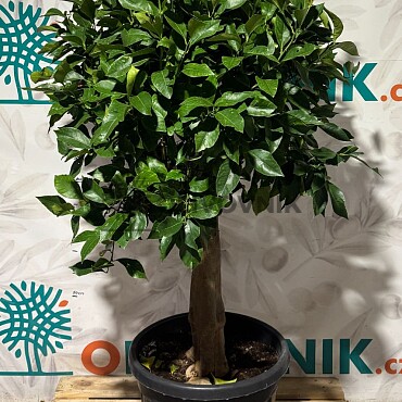 CITRUS LIMON / 70/90LT / obvod kmeňa 30-40cm / výška. 180-200cm