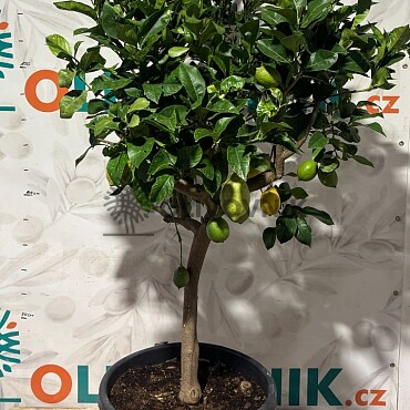 Citrón - CITRUS LIMON / 25-30lt / obvod kmeňa 8/10cm / výška 140-160cm