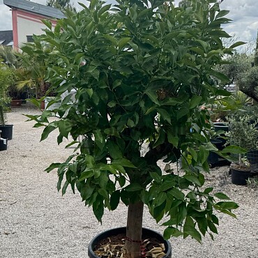 CITRUS LIMON / obvod kmeňa 20-30cm / výška 190-210cm