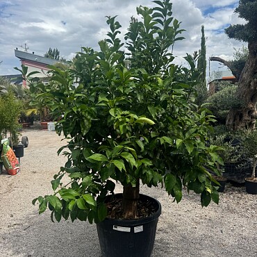 CITRUS LIMON / obvod kmeňa 40-50cm / výška 220-230cm