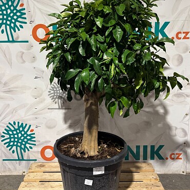 CITRUS PARADISI / 45-55LT / obvod kmeňa 20-30cm / výška 140-160cm,